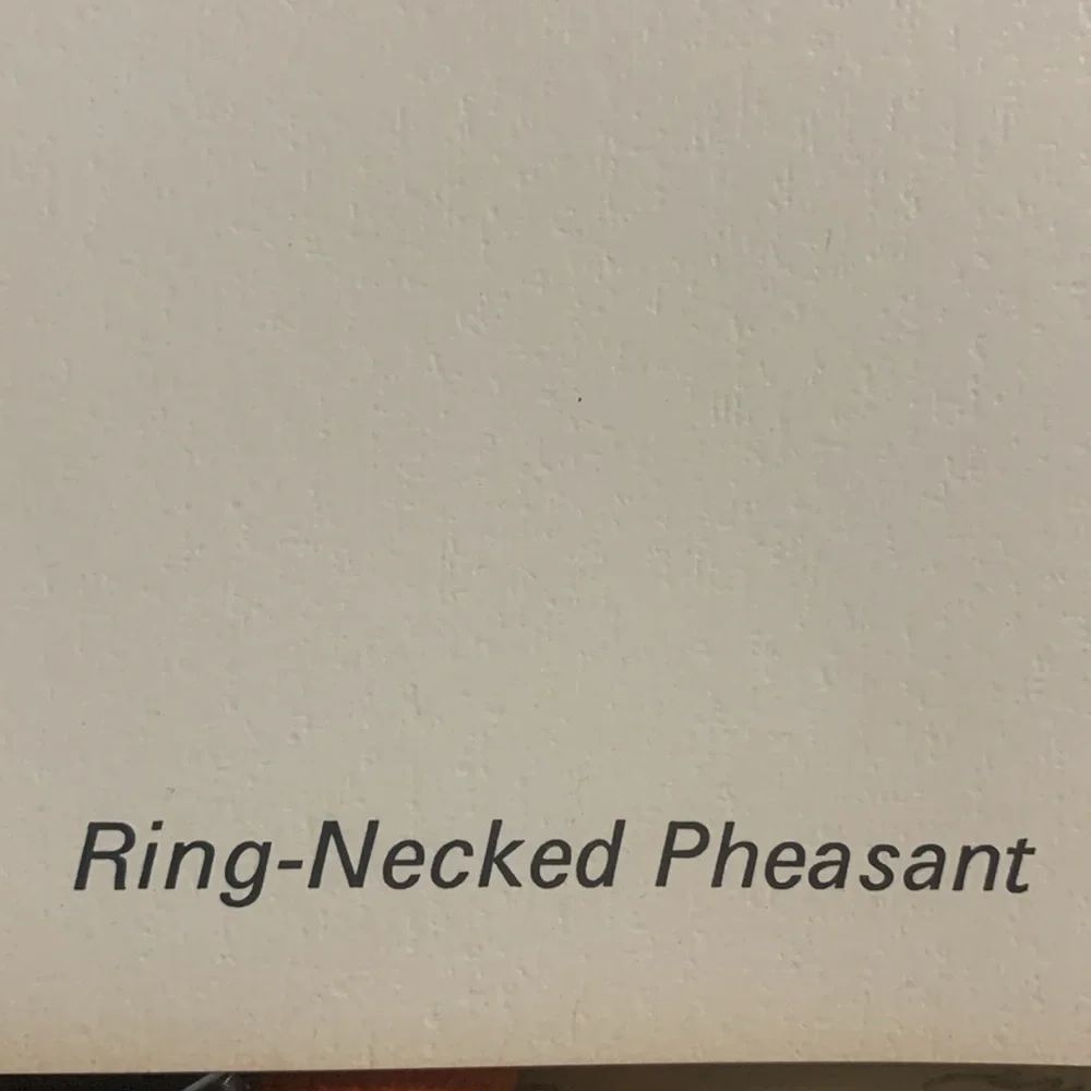 Glen Loates “ RING-NECKED PHEASANT “ Signed and sealed approved 23 x 18 inches